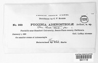 Puccinia adenostegiae image